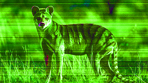 Thylacine